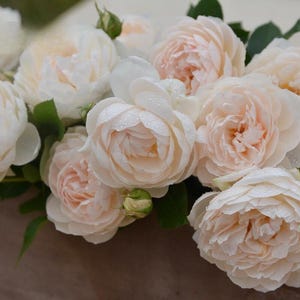 May include: A close-up of a bouquet of light peach and cream-colored roses. The roses have many petals and are in full bloom, with some water droplets visible. Green leaves and buds are interspersed among the flowers.