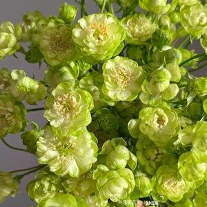 May include: A bouquet of vibrant lime green spray roses featuring multiple layers of ruffled petals and pale yellow centers. The flowers are densely clustered on thin green stems, displaying various stages of bloom from tight buds to open blossoms.