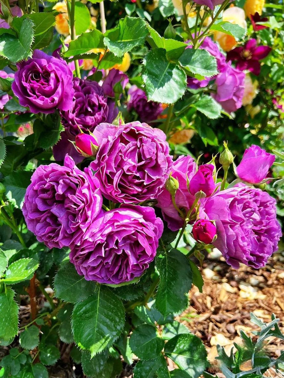 Monervia Roses Rose ’ Minievra |ミネルヴァ ’ - 1 Gal Live Plant| Intense Fragrance| Strong ...