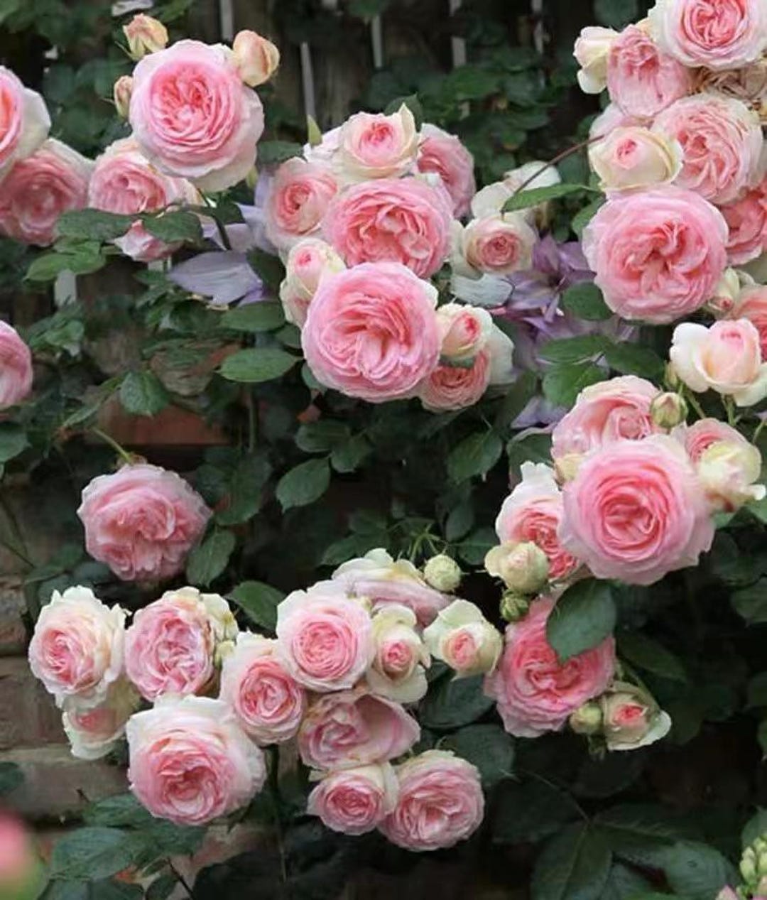 Climbing Rose ‘eden’ Pierre De Ronsard -1.5 Gal Own Root Liveplant ...