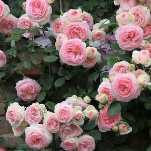 Rosa trepadeira ‘Eden’ Pierre de Ronsard - 1,5 galões (5,7 litros) - Planta viva com raiz própria | A rosa mais popular do mundo | Textura requintada de porcelana | Vigor incrível