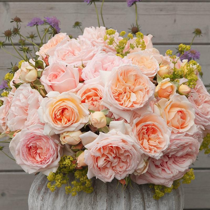 Rose【fairytale Magic】1.5gal Own Root Live Plant| Bliss Parfuma