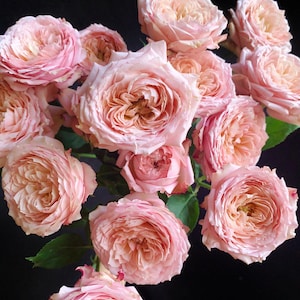 May include: A cluster of garden roses featuring multiple layers of ruffled petals in shades of soft pink, peach, and cream. The flowers are arranged in a dense bouquet with visible green leaves, set against a solid, dark black background.