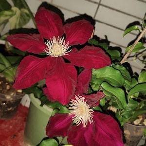 May include: Two vibrant, deep red clematis flowers with striking petals and creamy white stamens. The flowers are set against green foliage, suggesting a garden setting. The flowers are in a green pot, a common feature in British gardens.