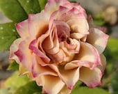 Rare Rose【kokoro No Kizan】1.5 Gal Own Root Live Plant| こころの