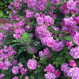 May include: A profusion of pink roses in full bloom, with multiple layers of petals. The image shows a dense cluster of flowers set against green foliage. The roses vary in size and shade, creating a visually rich and textured scene, typical of a rose garden.
