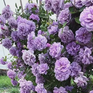 May include: A lush display of lavender-colored roses in full bloom. The flowers have a dense, layered petal structure, creating a full, rounded appearance. Green leaves and stems provide a contrasting backdrop to the soft purple blooms. The roses are clustered together, forming a dense, vibrant floral arrangement.