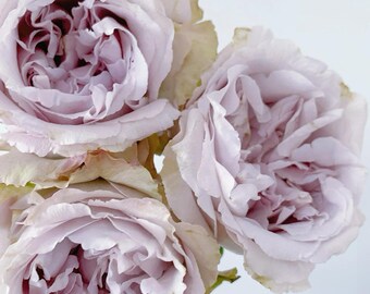 Rose 'yukinoniwa| ゆきのにわ ' - 1 Gal Own Root Live Plant| JPN