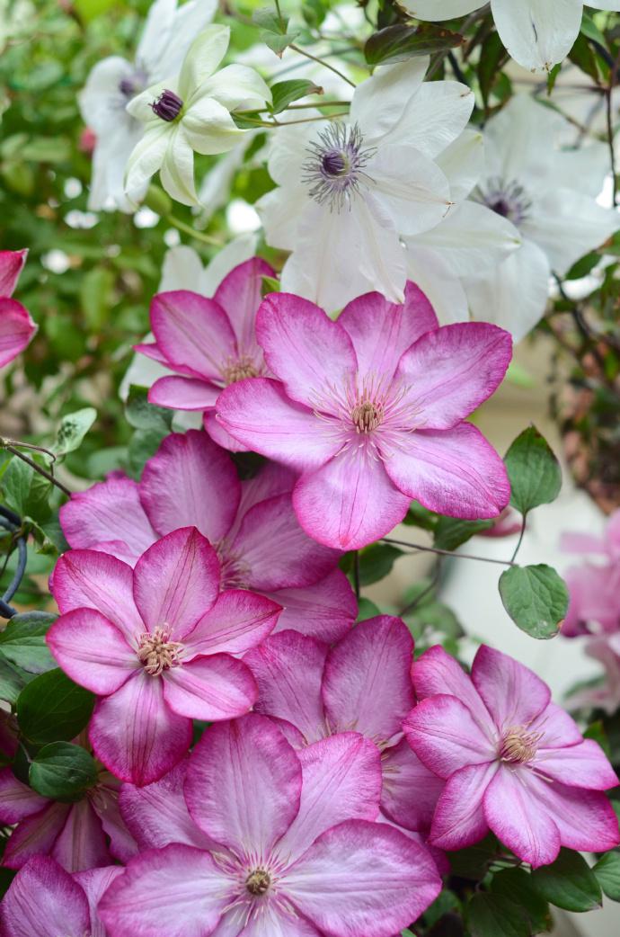 Liberty Clematis Plant - Etsy
