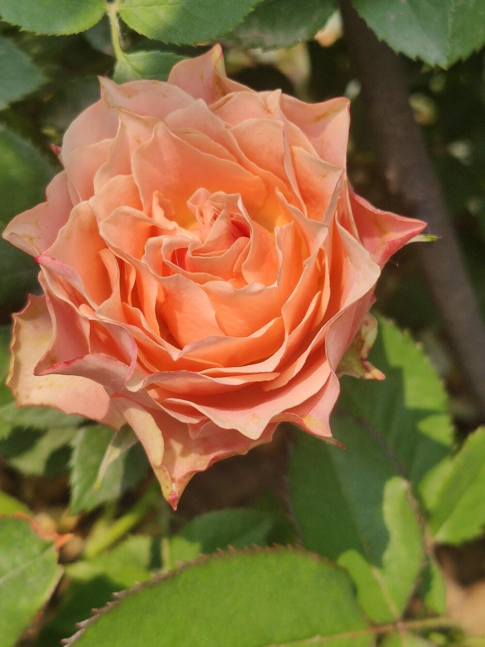 Rare Rose【kokoro No Kizan】1.5 Gal Own Root Live Plant| こころの