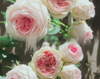 May include: A cluster of blooming roses featuring soft cream-colored outer petals that transition into a vibrant pink center. The flowers are arranged on green stems with visible leaves, showcasing multiple stages of growth from tight buds to full blooms.