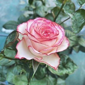 Rosa miniatura 【Carrusel Mágico】 Planta viva de 1 galón con raíces propias, llamativa en blanco y rosa neón con borde picoteado, resistente al calor y compacta para balcón.