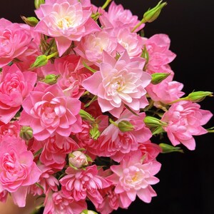 Op de afbeelding: Een boeket roze rozen met meerdere bloemen en groene stelen tegen een zwarte achtergrond. De rozen hebben een gelaagd bloemblaadjesontwerp met een lichterroze centrum. Sommige knoppen zijn nog gesloten.