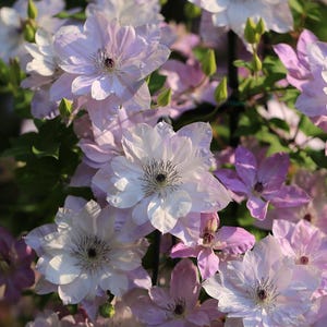 May include: A close-up of a cluster of clematis flowers in various stages of bloom. The flowers range in colour from white to pale lavender and deep purple, with dark centres. Green leaves and buds are also visible.