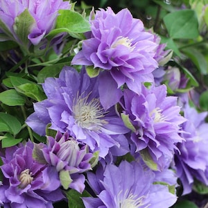 May include: Close-up of a cluster of vibrant purple clematis flowers in full bloom. The flowers have multiple layers of petals and a creamy white center. Green leaves provide a backdrop to the flowers.