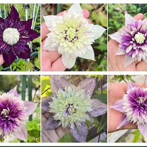Pode incluir: Uma colagem de seis imagens em close-up de flores de clematis em várias cores. As flores variam do roxo escuro ao branco e lavanda, com pétalas texturizadas e centros proeminentes. As flores são seguradas em mãos, mostrando seu tamanho e detalhes.
