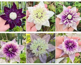 Clematis ‘ Sorcerer| Mage’ - Live Plant | Award-Winning Variety| 6+ Magical Bloom Shapes| Colors Change with Weather & Growth| U.S Exclusive