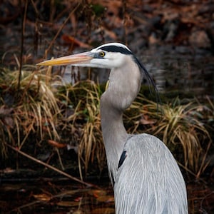 Great Blue Heron Portrait