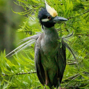 Yellow Crowned Night Heron Posing