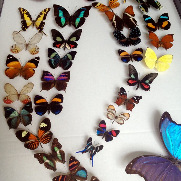 Real Mounted Butterfly Design with 2 Blue Morphos and 30 Butterflies