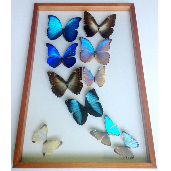 Mounted Blue Morpho Real Butterfly Collection