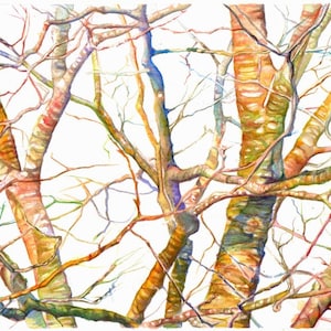Maine trees, Archival giclee print from Original Watercolor Painting--Branches in Maine (Spring) watercolor art, trees, nature