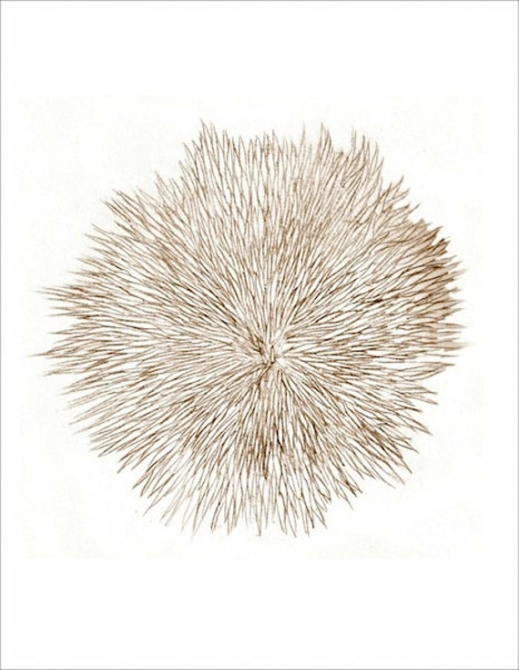 Art Sepia Drawing Print Notes From A Walk On The Etsy About 950 species live on the seabed. etsy