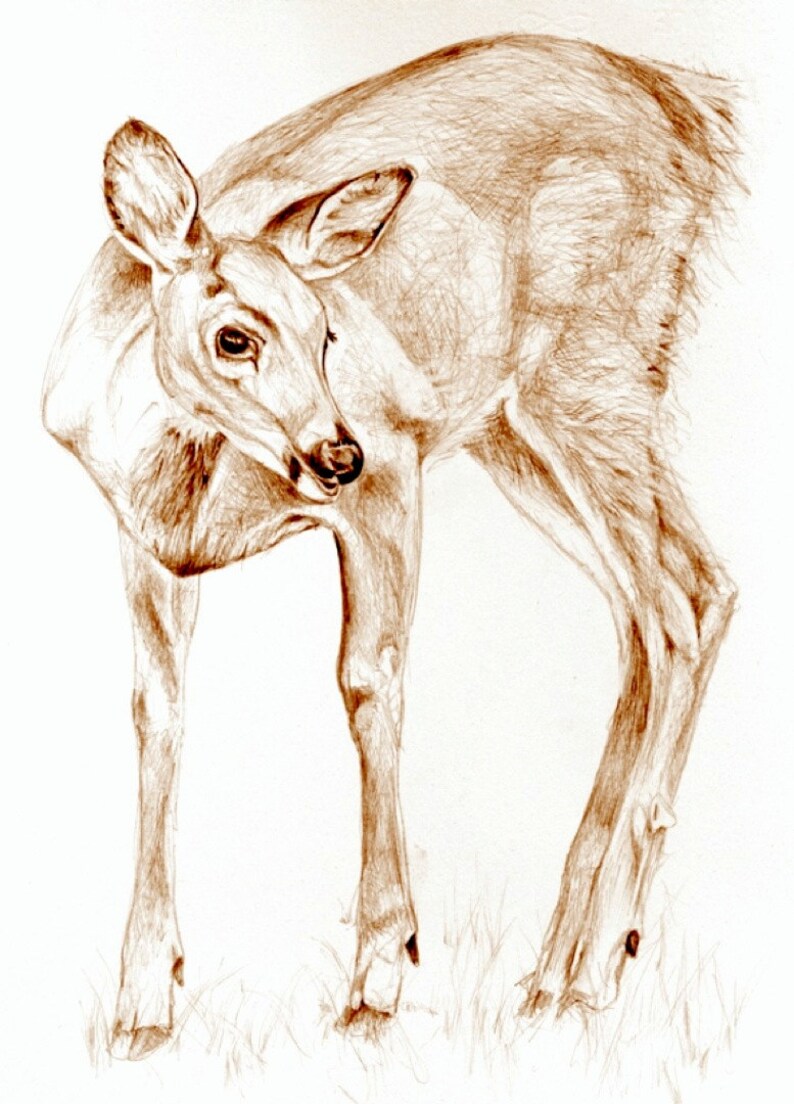 Sztuka Sepia Rysunek Jeleń W Ogrodzie Drodzy Nature Art Drukowanie Oryginalnego Rysunku Ołówkiem Bezpłatna Wysyłka