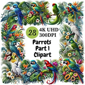 Clipart perroquets (P1) - 28 PNG, oiseaux tropicaux lumineux et colorés, illustrations de perroquets exotiques et ludiques, usage Commercial illimité
