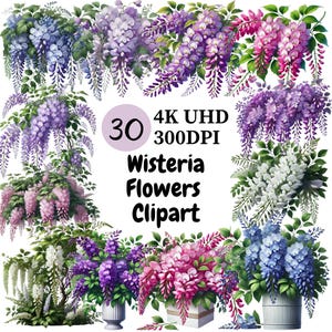 Clipart fleurs de glycine - 30 PNG, fleurs de glycine en cascade et gracieuses, parfait pour des conceptions rêveuses et enchanteresses, téléchargement numérique