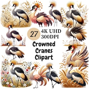 Clipart grues couronnées – 27 PNG, oiseaux beaux et gracieux avec des plumes de fantaisie, illustrations d'oiseaux élégants et majestueux, téléchargement numérique