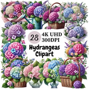 アジサイのクリップアート - 28 PNG、多様な色の美しいアジサイの花のコレクション、デジタルダウンロード、無制限の商用利用