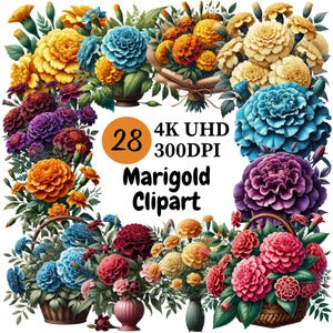 Marigold Clipart - 28 PNG, Bright and Beautiful Marigold Flowers in Rich Colors, Perfect for Warmth and Charm Creation, Digital Download