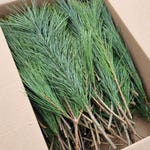 Pine Branches