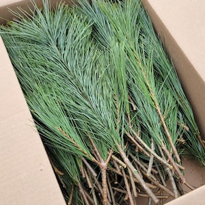 Fresh Cut White Pine. Chemical/Dye Free. 1, 2, 5, 10, 20 lbs. 8"-24" Branches