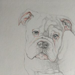 Pequeño cuadro, dibujo gráfico con el retrato de un perro, boxer. Hecho a mano. 5-7 pulgadas (13-19 cm)