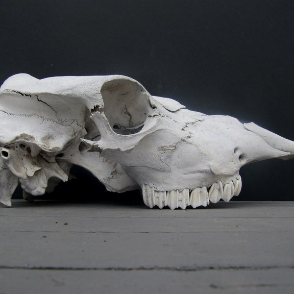 Vintage Rustic Cow Skull