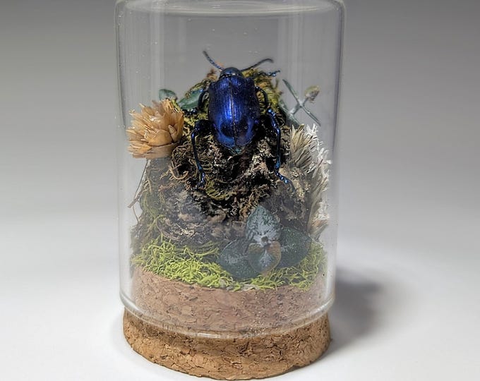 Beetle Art Display, Insect Taxidermy, Real Bug in Dome, Terrarium Art ...