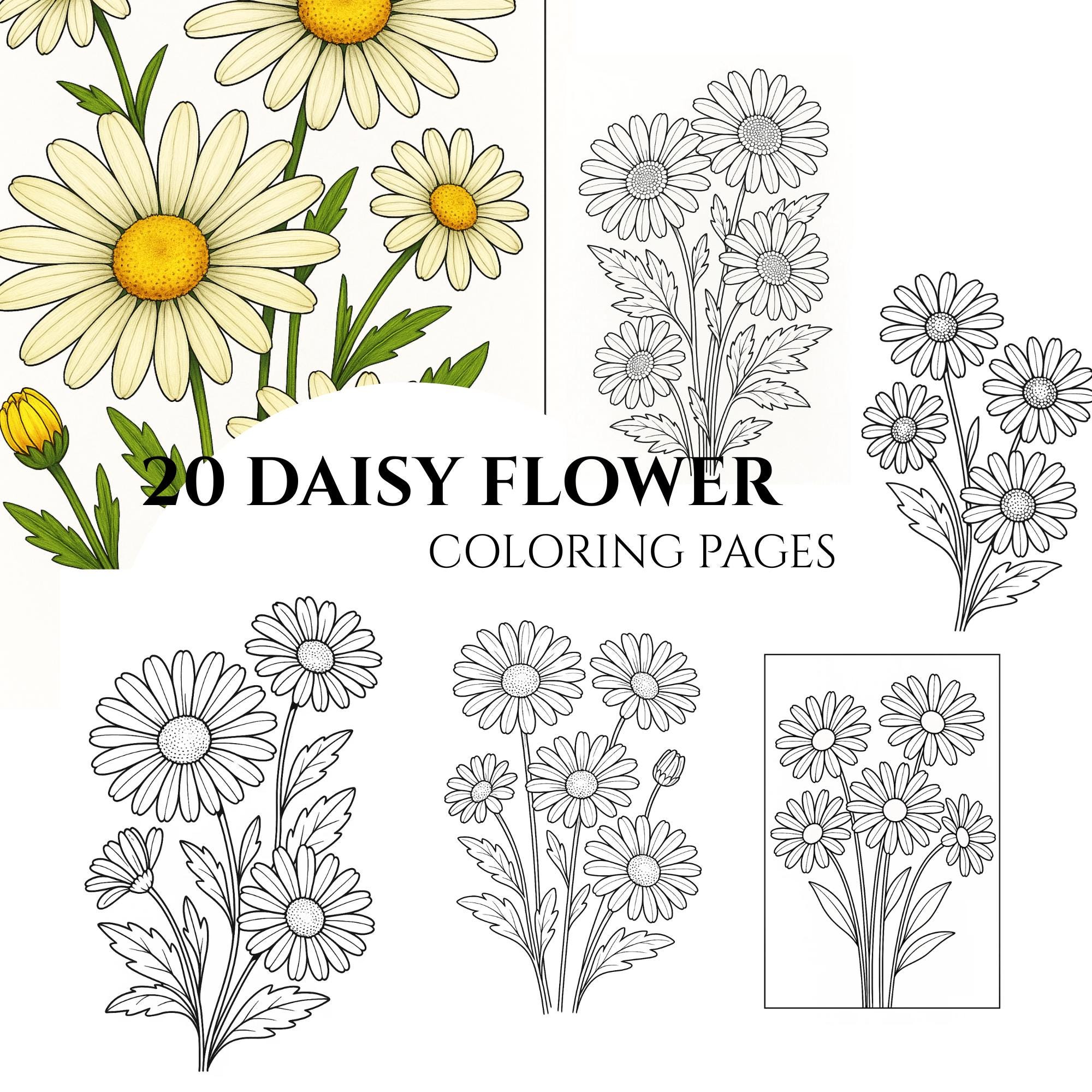 Daisy Flower Coloring Pages: Grayscale Illustrations (printable PDF ...