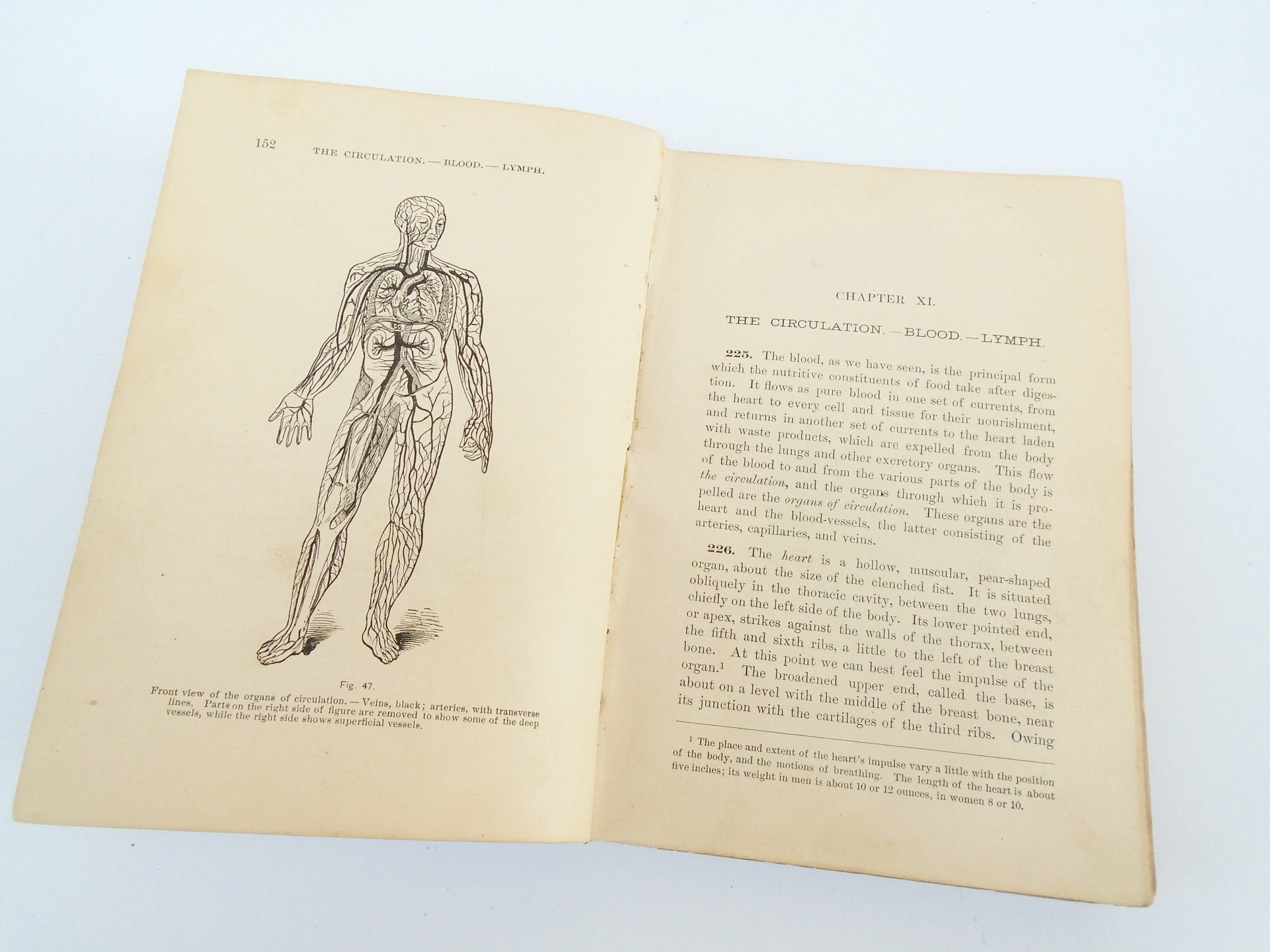 1885 Medizinisches Buch Anatomie Physiology and | Etsy