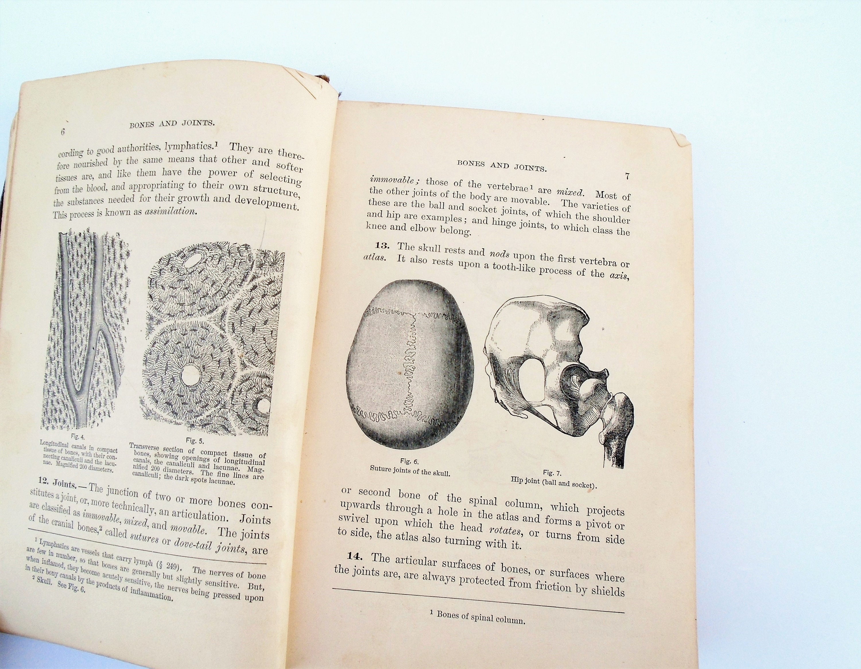 1885 Medizinisches Buch Anatomie Physiology and | Etsy