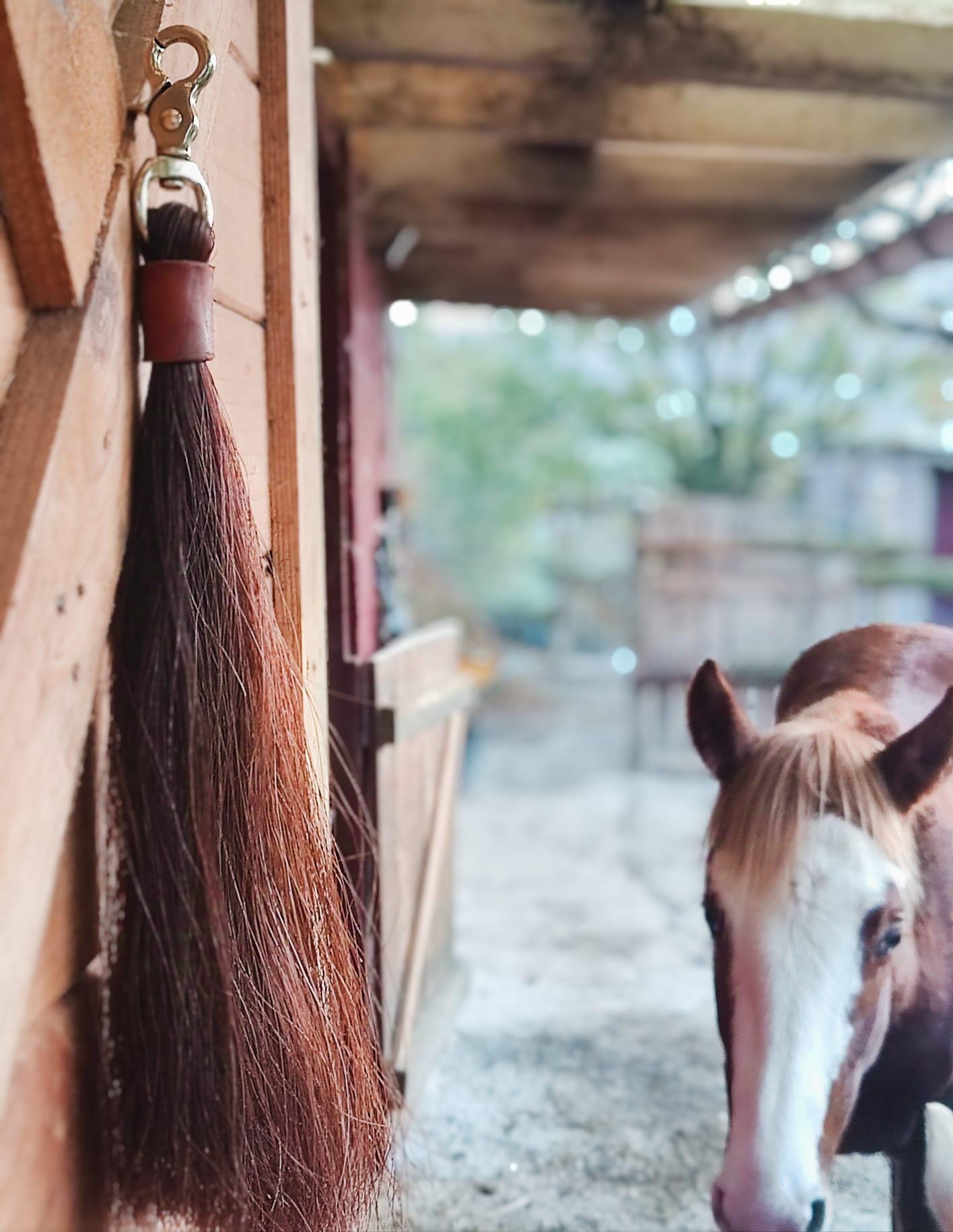 Amabro Lot de 3 brosses à chaussures en crin de cheval, brosses de cirage du cui