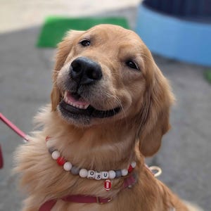 Peut inclure: Un golden retriever souriant portant un collier de perles avec les lettres "OSU" et un charme de football américain. Le chien a une laisse et un harnais rouges. L'arrière-plan est flou, avec des touches de vert et de bleu.