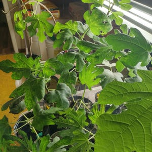 FIG-ZAAILINGEN in potten van 4 x 5 inch Chicago Hardy