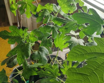 SADZONKI FIG w doniczkach 4" x 5" Chicago Hardy