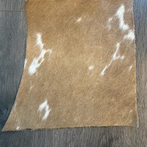 B8 Wunderschöne natürliche tan und weiße Haare auf Fell wie es ist 8x10 ”!