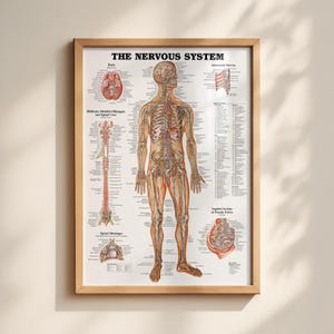 Väggdiagram över nervsystemet, affischtryck, anatomisk människokropp, led, anatomi, premiumkvalitet, fri frakt!