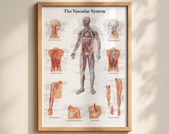 The Vascular System Chart Poster Print Anatomical Human Body Premium Quality Free Shipping!