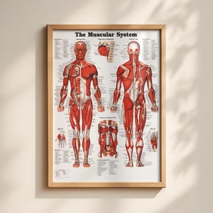 The Muscular System Chart Poster Print Anatomical Human Body Premium Quality Free Shipping!