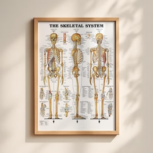 The Skeletal System Chart Poster Print Anatomical Human Body Skeleton Premium Quality Free Shipping!